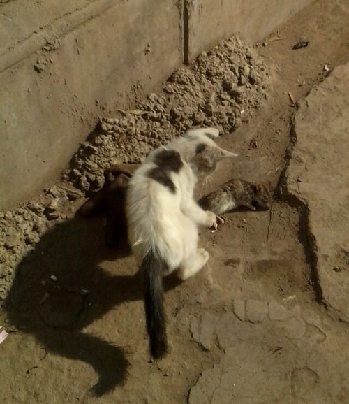 猫抓老鼠的感人故事