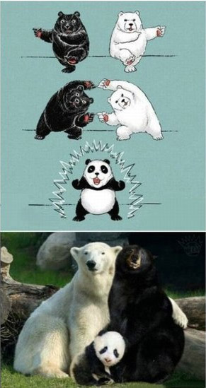 黑熊，白熊，熊猫一家合体啦！