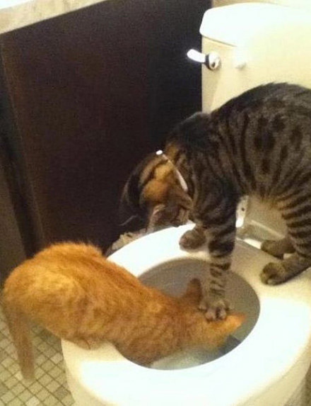 你这不是明摆着，欺负猫吗？