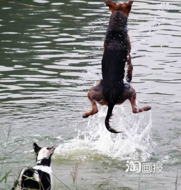 搞笑的小狗图片